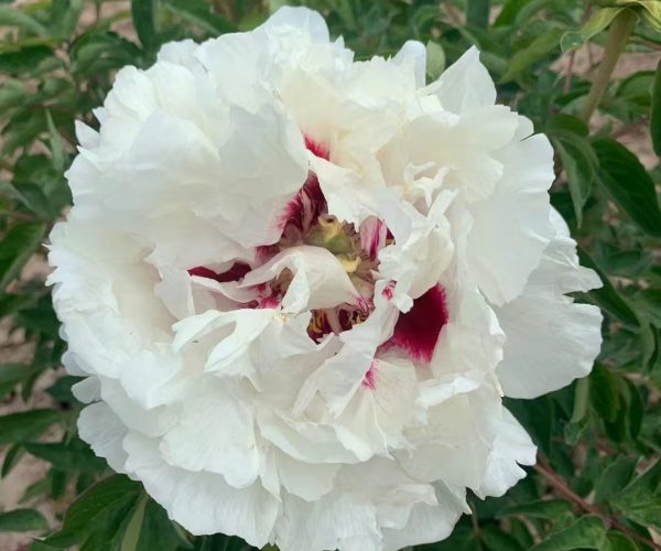 White rockii tree peony variety with red spots