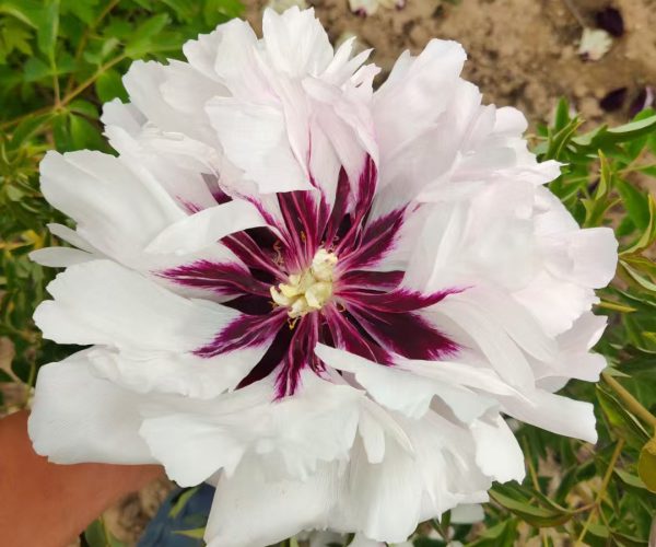 White grafted paeonia rockii