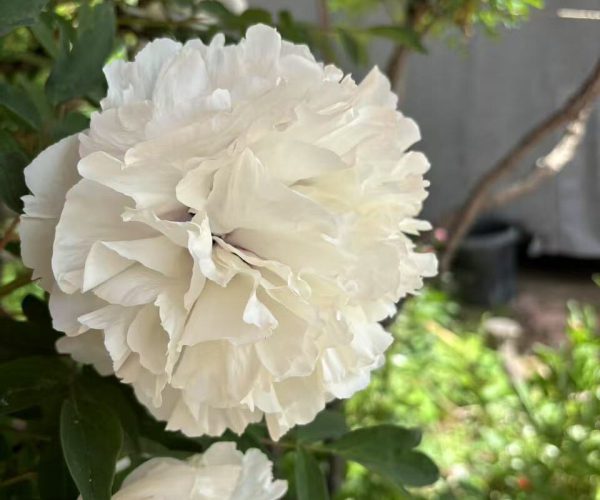 Xiao Xue White fast-growing rockii tree peony variety