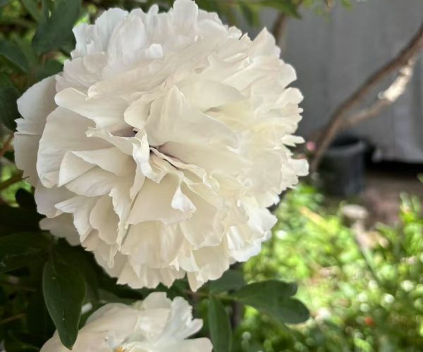 Xiao Xue White fast-growing rockii tree peony variety