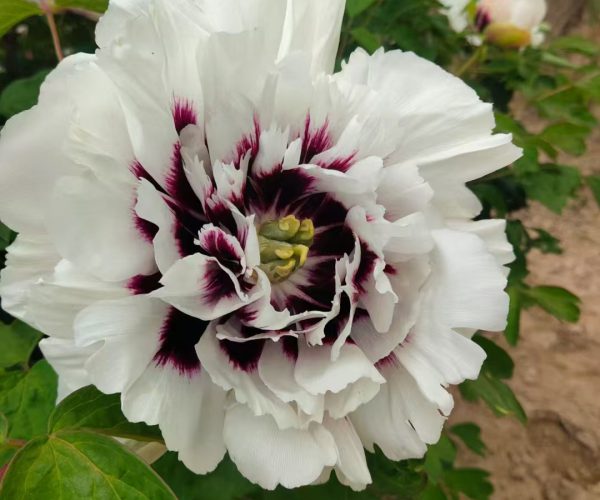 White Cold Hardy Chinese tree Peony Varieties