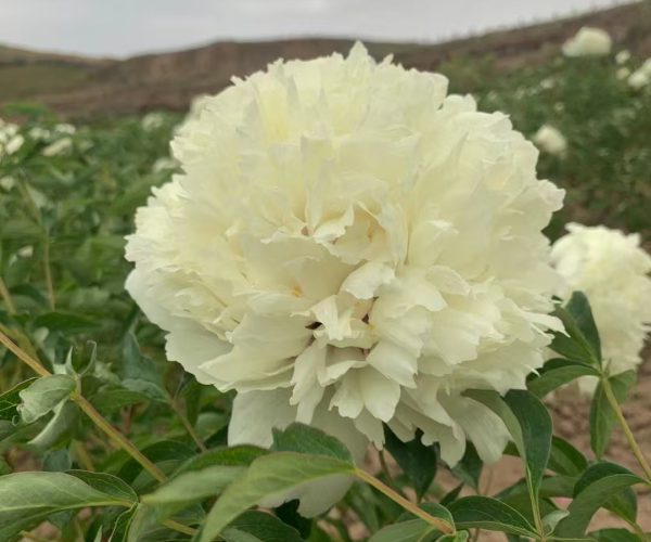 The most important feature of Gansu tree peony is its cold resistance
