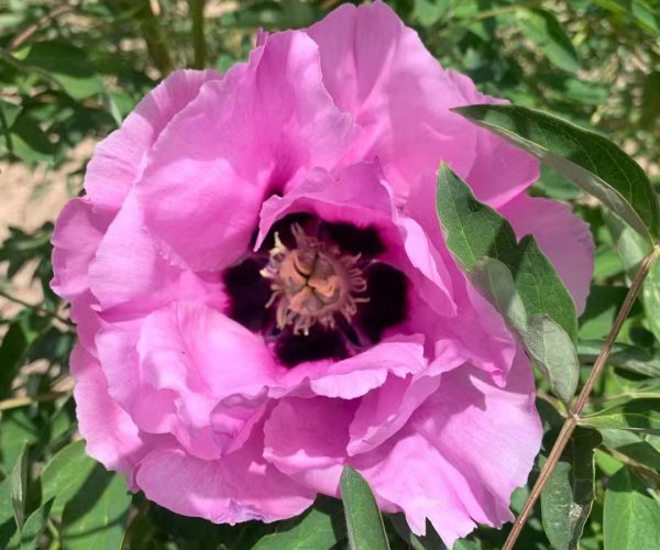 Choose a fast-growing tree peony variety