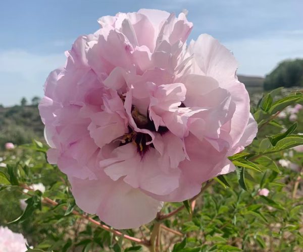 Fen xi Shi rockii tree peony with pink and red spots