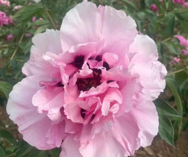 Yi Du Chun Qiu Why not choose the fragrant Gansu treepeony