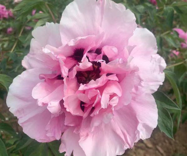 Why not choose the fragrant Gansu treepeony