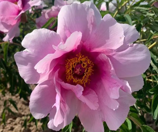 Tao Hua Yuan Fragrant rockii tree peony