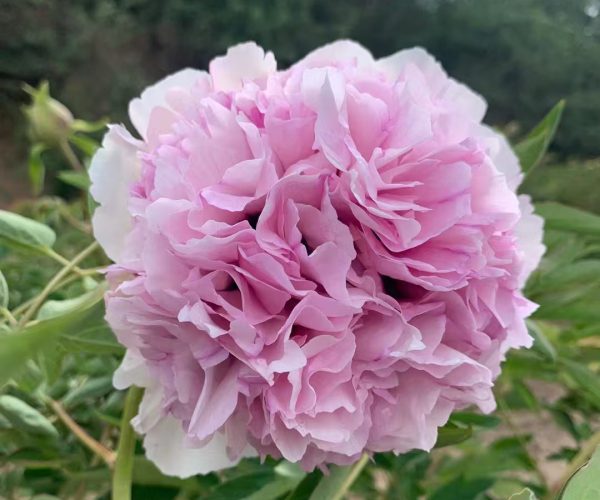Such a beautiful pink rocki tree peony