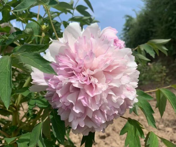 Hong Xian Nv Pink early-flowering hydrangea-shaped chinese tree peony
