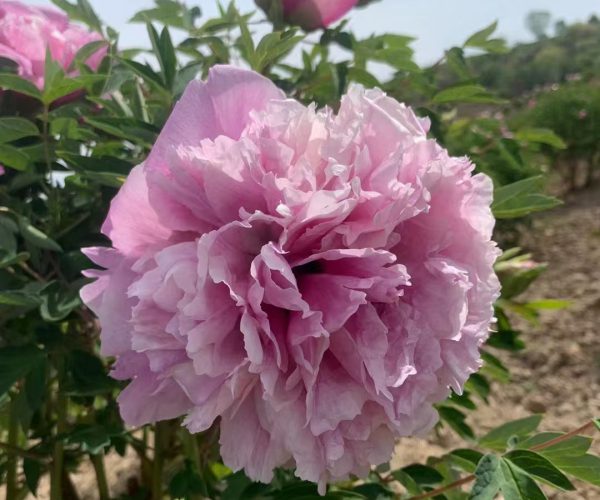Fast growing Chinese tree peony varieties