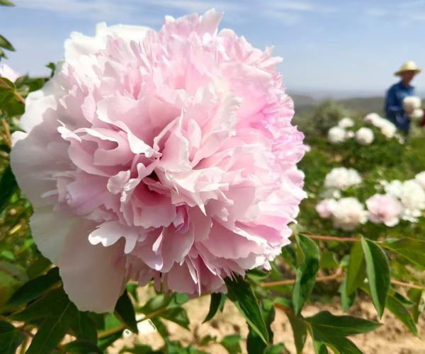 Fen Yu Sheng Hui Fast growing rockii tree peony