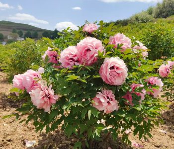 Pink rockii tree peony from Gansu Paeonia rockii nursery