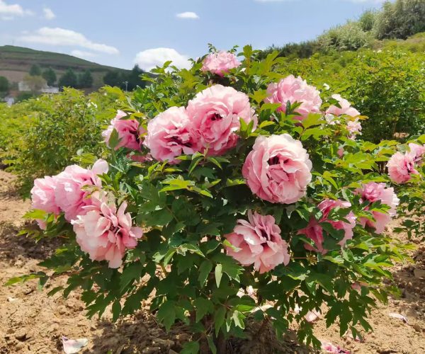 Tao Hua Zhuang Yuan Pink rockii tree peony from Gansu Paeonia rockii nursery