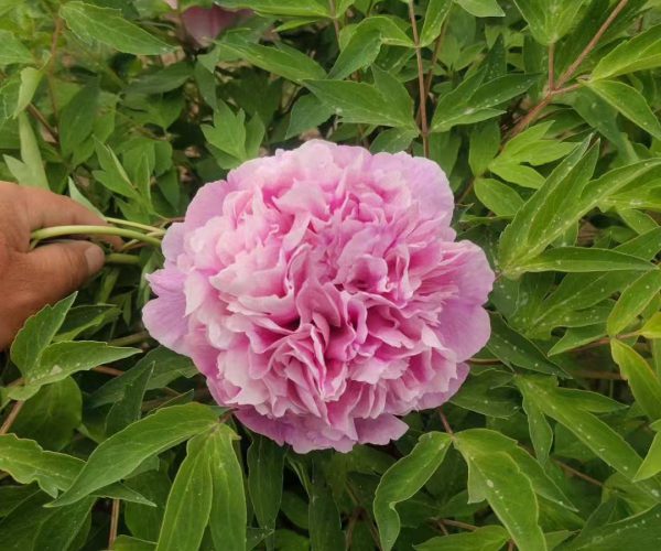 Tao Hong Xiu Qiu pink-red paeonia rockii variety