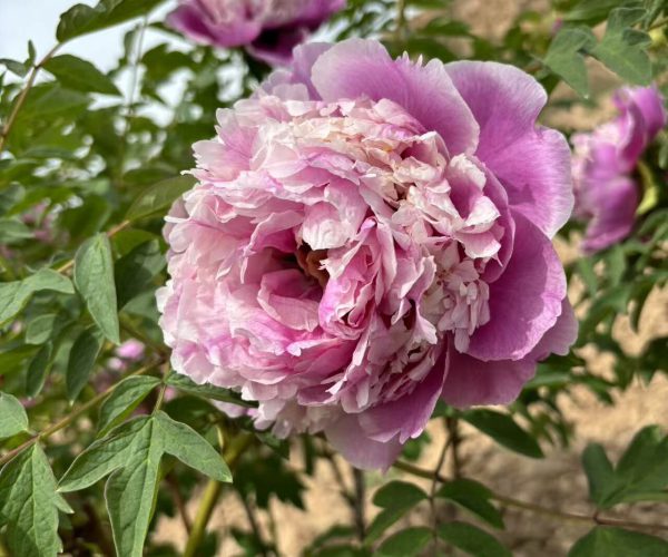 Do you want to have such beautiful paeonia rockii?
