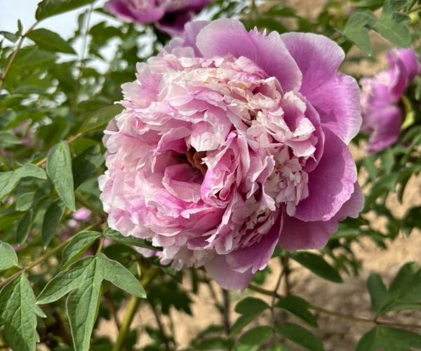 Lan Yu San Tai Do you want to have such beautiful paeonia rockii?