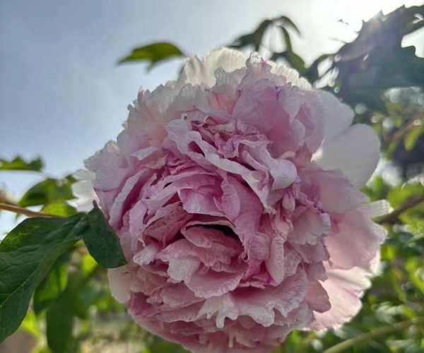 Tao Rong rockii tree Peony varieties that do not require protection in winter