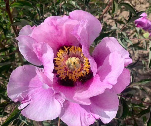 Hui He Single-petal peony can better reflect the beauty of rockii tree peony