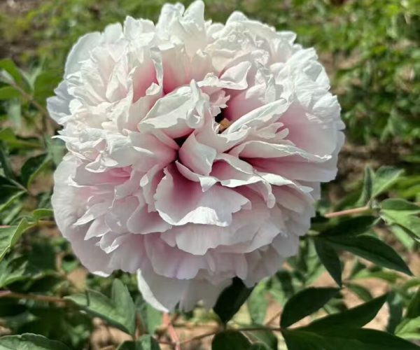 Fen Xiu Qiu Who can resist the pink rockii tree peony blooming in your garden?