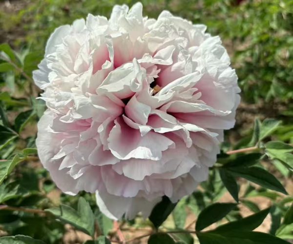 Who can resist the pink rockii tree peony blooming in your garden?
