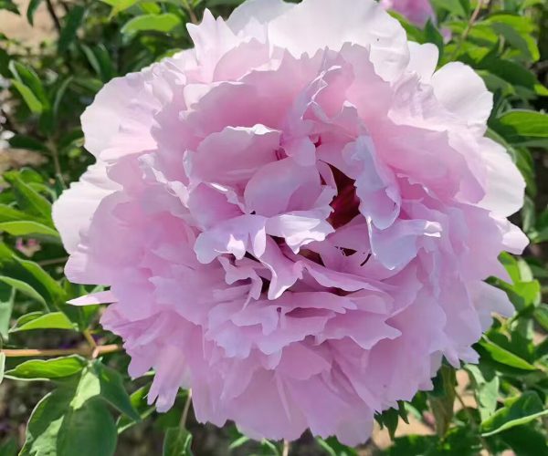 Hydrangea-shaped pink rockii tree peony