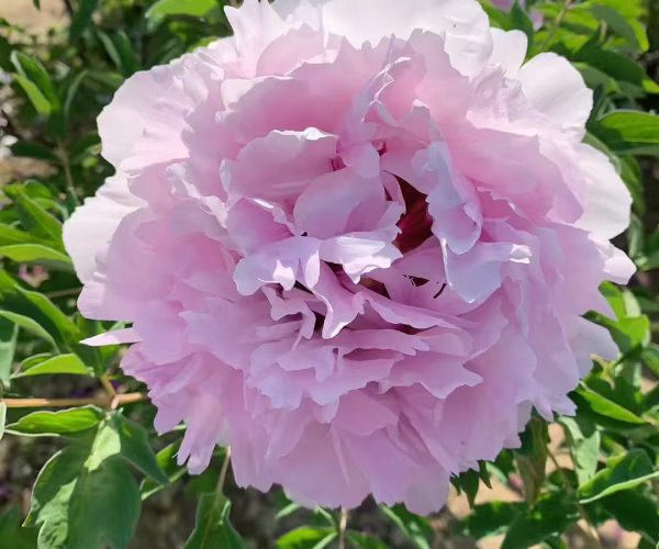 Su Fen Ling Hydrangea-shaped pink rockii tree peony