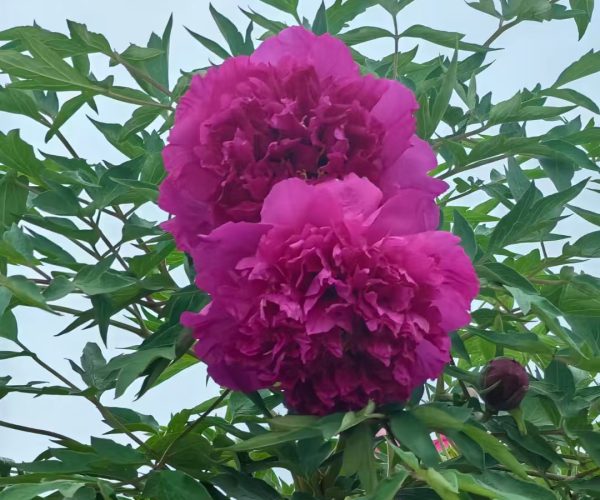 A richly scented Gansu tree peony variety