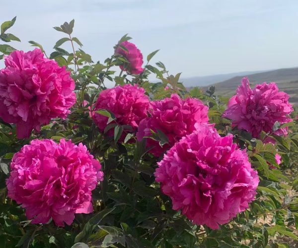 Li Xiang A tall Gansu tree peony variety