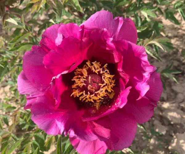 Long Yuan Hong rockii tree peony does not require protection in winter