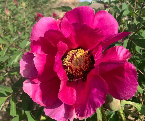 Hong Lian Red Chinese tree peony from Gansu, China
