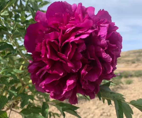 chinese tree peony varieties that can grow into trees