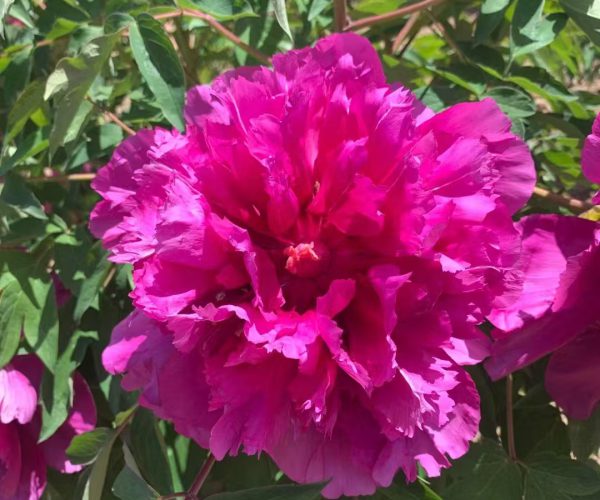 Healthy bare-root tree peony seedlings