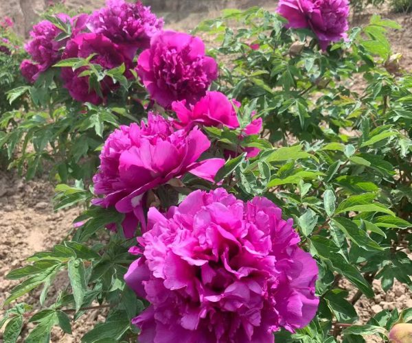 Mei Gui Xiang Brightly colored rockii tree peony varieties