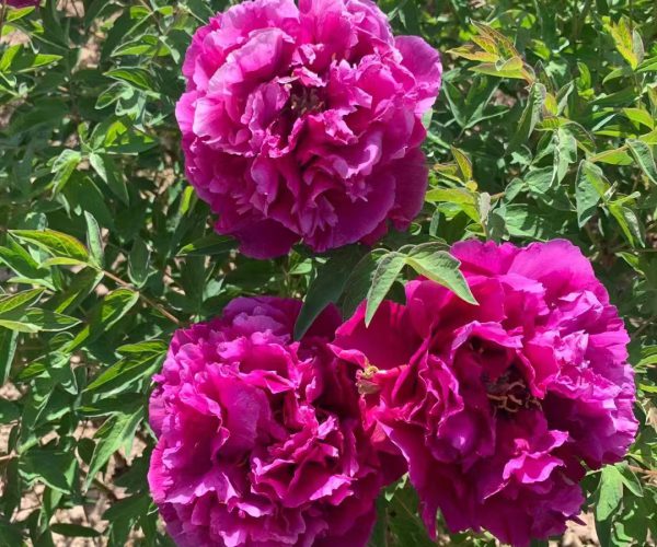 Traditional Chinese tree Peony Varieties