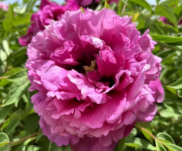 Hong lou Cang Jiao Do you know the varieties of Chinese tree peonies?