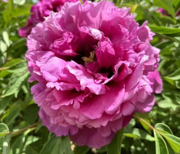 Do you know the varieties of Chinese tree peonies?