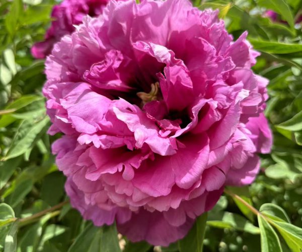Hong lou Cang Jiao Do you know the varieties of Chinese tree peonies?