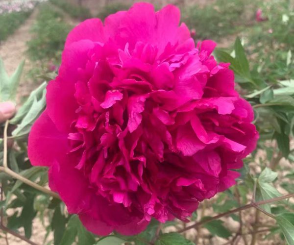 A variety of Gansu tree peony with large flower diameter