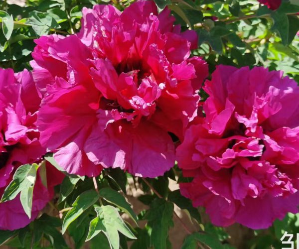 zou Mei Gui Chinese tree peony varieties come from Gansu