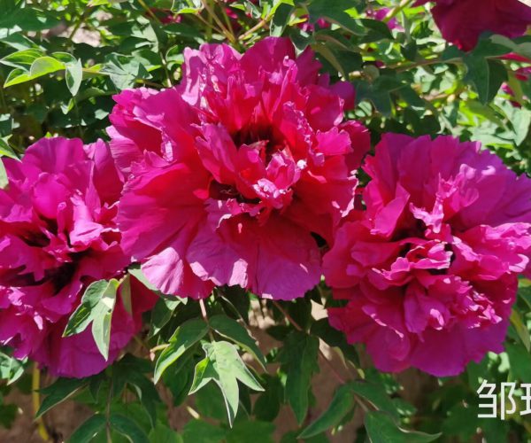 Chinese tree peony varieties come from Gansu