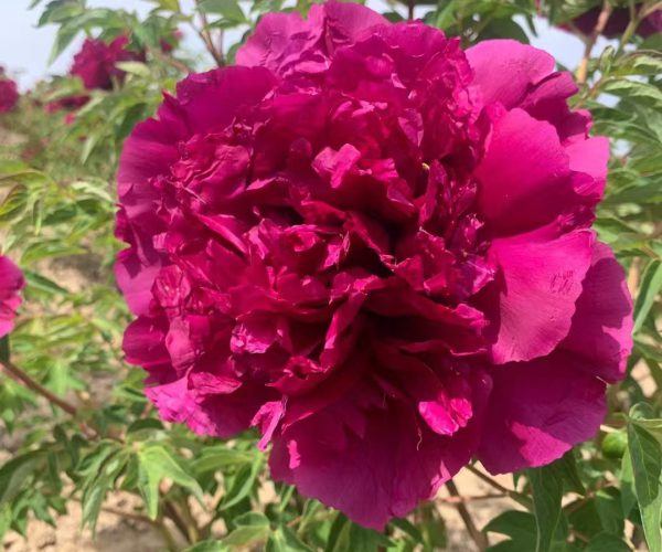 purple rockii tree peony