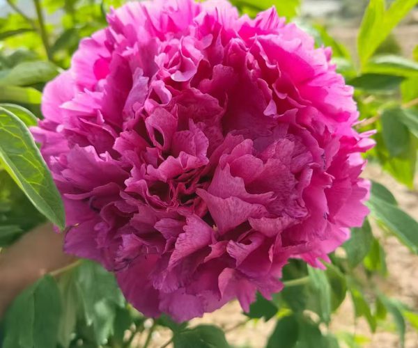Zi Yun Feng Paeonia rockii The plant grows fast and is an early-flowering variety with a strong fragrance.