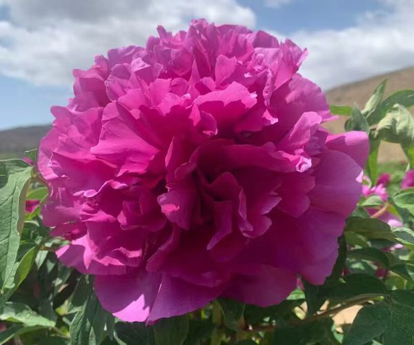 Zi Lou Xiang Cui tree Peony varieties from China