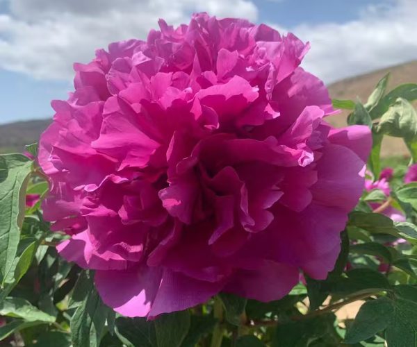 tree Peony varieties from China