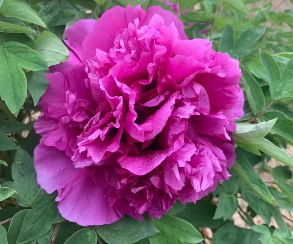 Zi Lan Kui Fast growing, upright, strong and fragrant, rockii tree peony variety