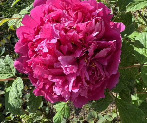 Mei Gui Sa Jin The tree peony variety with strong fragrance comes from Gansu, China
