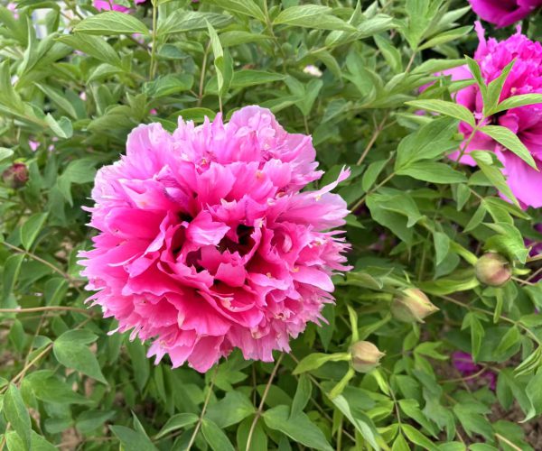 rockii tree Peonies from China, specializing in rockii tree Peonies  for export