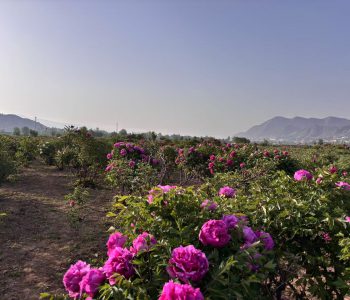 rockii tree peony nursery