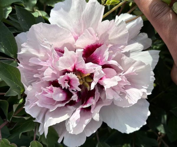 ping Fen Qiu Se rockii tree peony with multiple colors