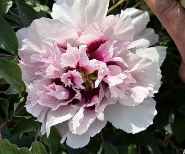 rockii tree peony with multiple colors
